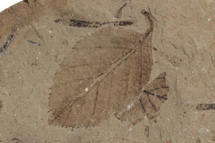 Fossil Leaves (Betula) - McAbee Fossil Beds, BC #220695